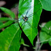 111 Harvestman Spider