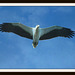 Mother Sea Eagle