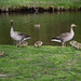 Denmark, Frederiksborg Castle Park, Goose Family Grazing on the Grass