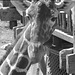 Giraffe, Cheyenne Mountain Zoo