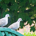 Collared Doves-DSZ6389