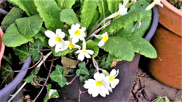 Primroses growing in a pot - I didn't plant them!!