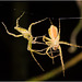 IMG 0461 Spider