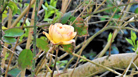 The first rose out on the rose bush.