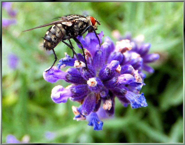 Fliege auf Lavendel. ©UdoSm
