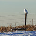 Snowy Owl along the fenceline