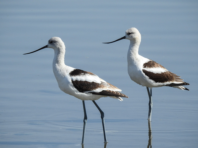 American Avocets / Recurvirostra americana