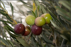 Oliven wie gemalt