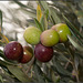 Oliven wie gemalt