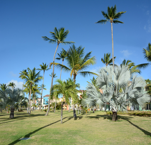 Dominican Republic, Park with Lawns at the Ocean Blue & Sand Hotel