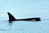 Alaska, Homer, Orcas in Kachemak Bay