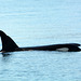 Alaska, Homer, Orcas in Kachemak Bay