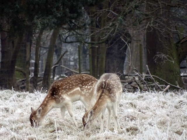 Fallow Deer at Attingham  on last day of January