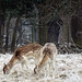 Fallow Deer at Attingham  on last day of January