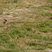 Red Grouse and chicks