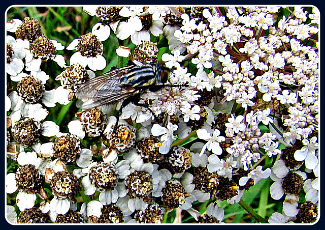 Fly on Weeds