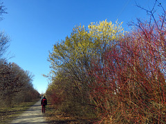 Walking along the hazelnut trees and willows in Lochham, Munich.