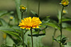 1 (146)..austria flower
