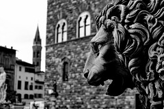 Florence Piazza Della Signoria Lion 1 XPro1 mono
