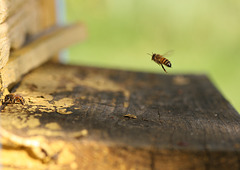Lendab mesipuu poole / Flying towards the beehive