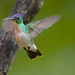 Hummingbird EF7A8847