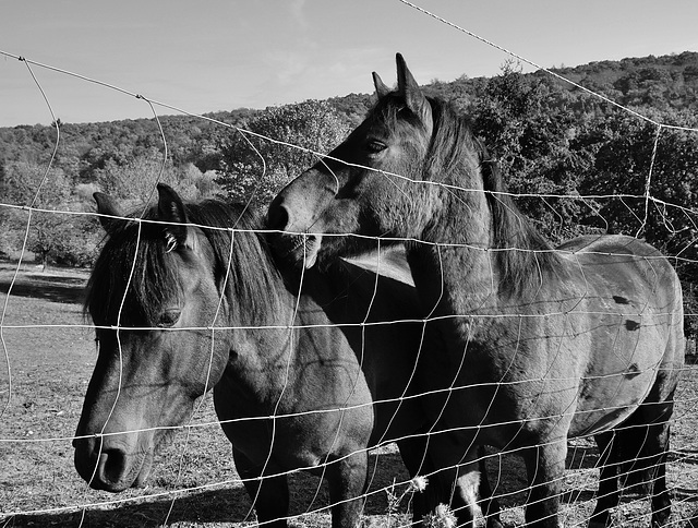 Warten auf eine Leckerei - Waiting for goodies - HFF