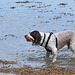 Wet Dog with Ball