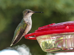 Ruby-throated Hummingbird / Archilochus colubris