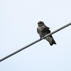 Day 4, Northern Rough-winged Swallow / Stelgidopteryx serripennis