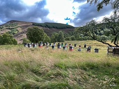Beehives on the Mackintosh Estate near Ruthven