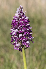 Orchidée - Drôme