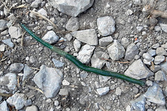 Extreme Rarities (3): An Emeraldgreen Earthworm