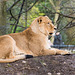 Lioness at Chester Zoo.