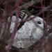 Snowshoe Hare in hiding