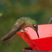Hummingbird EF7A8875