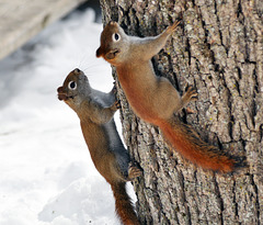 st bruno 6 march frisky squirrels DSC 8614