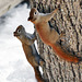 st bruno 6 march frisky squirrels DSC 8614