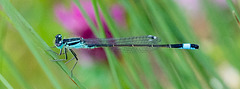 Common Bluetail-DSZ3971
