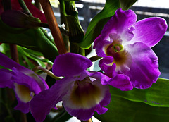 Lila Orchidee (2 x PiP)