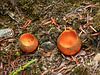 Orange Peel Fungus, Peyto Lake