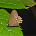 Butterfly IMG_2501