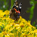 Red Admiral on Ragwort closing its wings