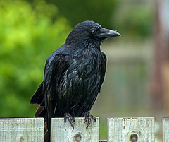 Crow In The Rain!!