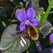 Common Carder Bee-DSZ1625