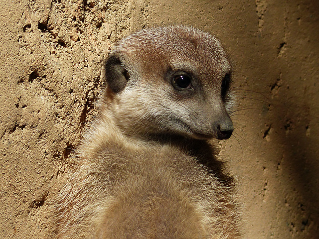 Meerkat deep in thought