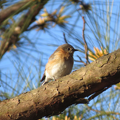 Eastern bluebird (female)