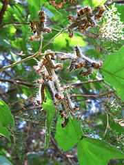 Datana sp. moth caterpillars