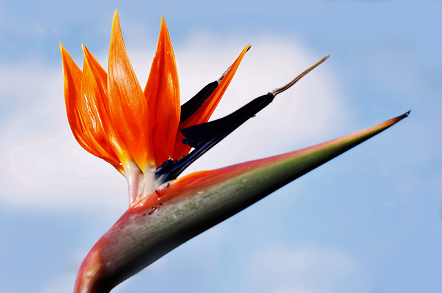 Wie ein Paradiesvogel - Papageienblume - Strelitzia reginae