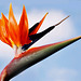 Wie ein Paradiesvogel - Papageienblume - Strelitzia reginae