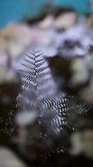 fern reflection
